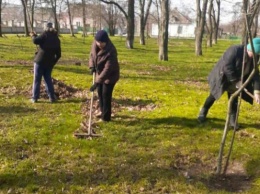 В Таврийске высадили 280 молодых деревьев