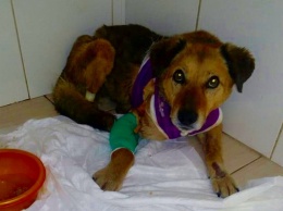 Найденный в Симферополе пес с перерезанным горлом проходит курс пластических операций
