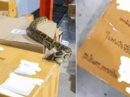 Огромная змея напугала работников почты, когда выползла из посылки