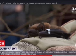 Амнистия. В Харькове выпустили на свободу тысячу спасенных летучих мышей (ВИДЕО)