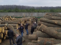 СБУ прикрыла канал нелегального экспорта древесины в ЕС (ФОТО, ВИДЕО)