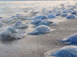 Кирилловка, Бердянск и Геническ: эксперты ответили, будут ли медузы на Азовском море в 2021 году