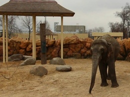 За 42 миллиона: в харьковском зоопарке слонов переселили в новый вольер