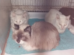 Морила голодом: волонтеры спасли 20 котов от неадекватной хозяйки