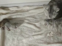 Знакомство папы-кота со своим потомством попало на видео