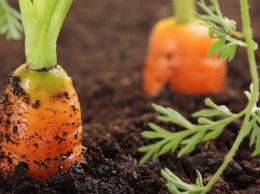 Как вырастить морковь?