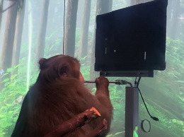 Стартап Илона Маска показал обезьяну, играющую в виртуальный пинг-понг "силой мысли"