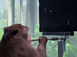 Компания Илона Маска показала обезьяну, которая играет в видеоигры «силой мысли»