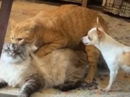 Храбрый пес спас кошку от приставучего кота и рассмешил пользователей Сети