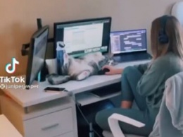 Сеть насмешило курьезное видео с котом, который мешает работать за компьютером