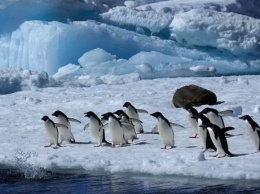 Предсказали неизбежную катастрофу Антарктике