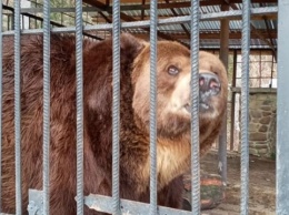 На Прикарпатье медведя Юру из туристического центра передадут в приют «Домажир»