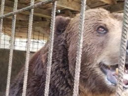 В центр реабилитации на Закарпатье привезли медведя Юру из Косова