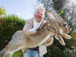 Самого большого кролика в мире украли в Великобритании (видео)