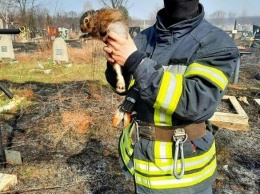 В Харькове бойцы ГСЧС спасли зайца во время пожара, - ФОТО