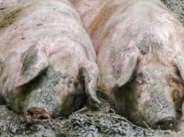 Почему свинина опасна для жизни в период пандемии COVID-19: СМИ назвали шокирующие факторы