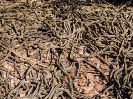 В Запорожской области на поле обнаружили огромный клубок змей (ВИДЕО)