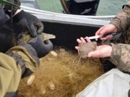 В новом запорожском заказнике из моря вытащили браконьерские сети с камбалой и пеленгасом
