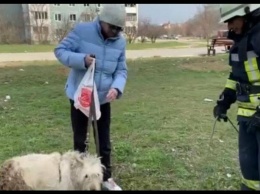 В Запорожье в канализационный колодец упала собака: она почти сутки сидела в яме, пока ее не вытащили спасатели