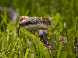 В Никополе и районе просыпаются змеи: как уберечься и что делать после укуса
