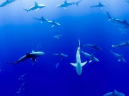 Вода кишила акулами: выживший дайвер показал удивительное видео
