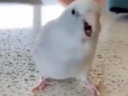 Забавные танцы голодного попугая позабавили соцсети
