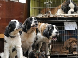 Давно пора: в Днепре начали бороться незаконной продажей животных