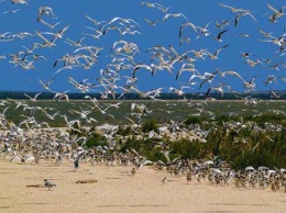 Погибших птиц искали еще в одном заповеднике на Херсонщине
