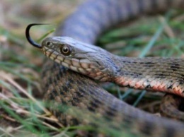 Житель Запорожья встретил на прогулке большую змею - видео