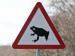 В Эстонии закрыли автомобильную дорогу из-за лягушек