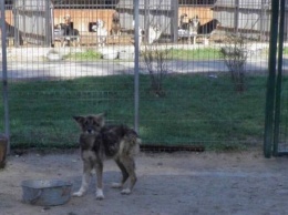 Спасли от живодера: у киевлянина забрали собак, над которыми он издевался