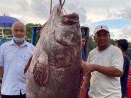 В Малайзии поймали морского окуня весом 161 кг (ФОТО)