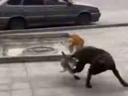 Беременная кошка прогнала двух собак со своей территории