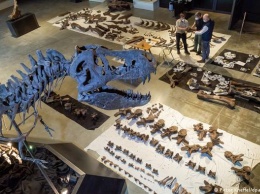 Немцы собирают скелет царя динозавров