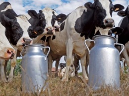 Украина будет поставлять молочную продукцию в Ливию
