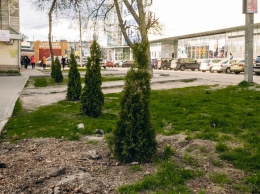 Посадили на этой неделе: возле ТРЦ "Киев" украли восемь деревьев