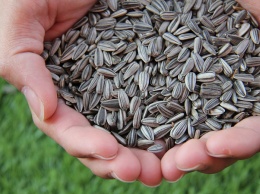 В Кабмине предлагают приостановить экспорт семян подсолнечника для стабилизации цен