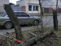 Северодончане на страже порядка: «Мужчина самовольно спиливает деревья по улице Донецкой»