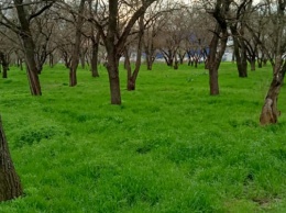 Еще один парк в Херсоне запестрил чистотой