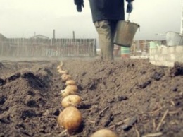 Украинская молодая картошка дороже израильской: фермеры не будут опускать цены