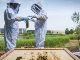 Rolls-Royce ищет людей на вакансию пчеловода