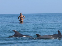 Ученые впервые посчитали дельфинов в Черном море