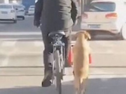Видеохит: Собака сопровождает хозяина на самокате во время прогулки
