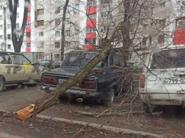 В Харькове из-за непогоды падают деревья (фото)