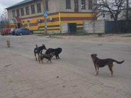 В Запорожской области на скейтплощадке на подростка напала стая собак, - соцсети