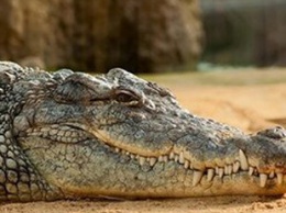 Видеохит: Огромный крокодил открыл для себя прелести водной горки