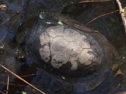 Экологическая катастрофа: В озере «Куриное» из-за сброса нечистот массово погибают черепахи