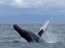 О чем говорят киты: искусственный интеллект поможет ученым понять язык кашалотов