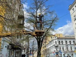 Сохрани деревья: активисты собирают деньги для спасения лип на Подоле