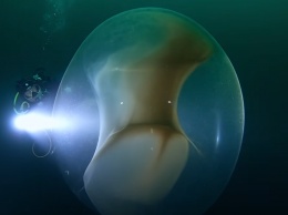 В норвежских водах обнаружили гигантские кладки яиц кальмара (ВИДЕО)